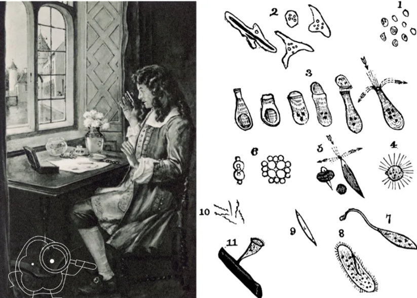 Anthonie van Leeuwenhoek die door zijn microscoop kijkt en tekeningen van de microben die hij zag.